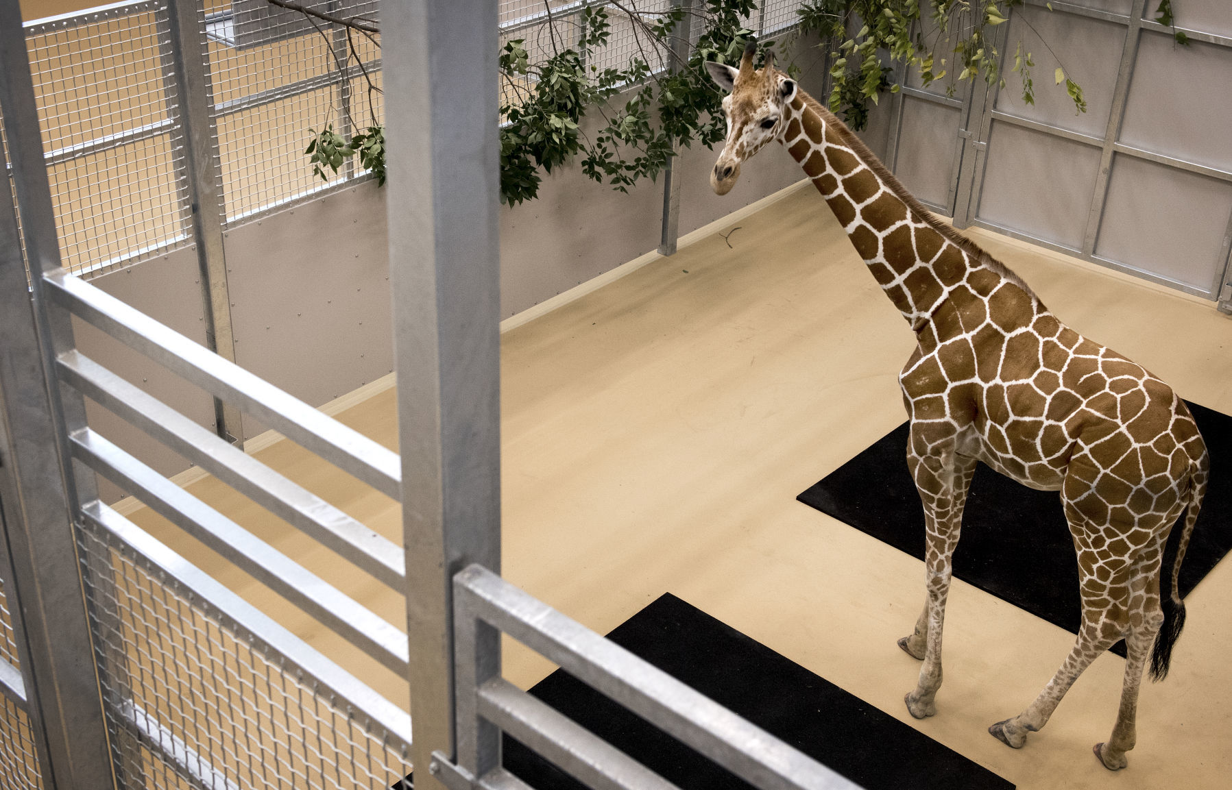 New Zoo Giraffe, 9.4.18